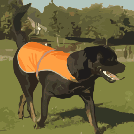 Chien noir portant gilet orange dans un parc.