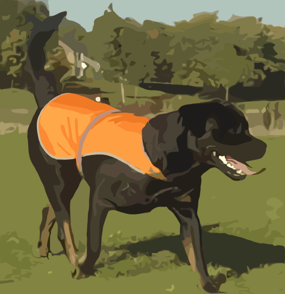 Chien noir portant gilet orange dans un parc.