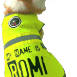 Un adorable corgi nommé Romi porte un gilet de sécurité jaune fluo avec l’inscription “My name is Romi and I am so happy !!” et un patch amusant sur l’épaule. Le chien regarde en arrière avec un air malicieux, assis sur une couverture verte décorée de motifs de corgis.