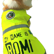Un adorable corgi nommé Romi porte un gilet de sécurité jaune fluo avec l’inscription “My name is Romi and I am so happy !!” et un patch amusant sur l’épaule. Le chien regarde en arrière avec un air malicieux, assis sur une couverture verte décorée de motifs de corgis.